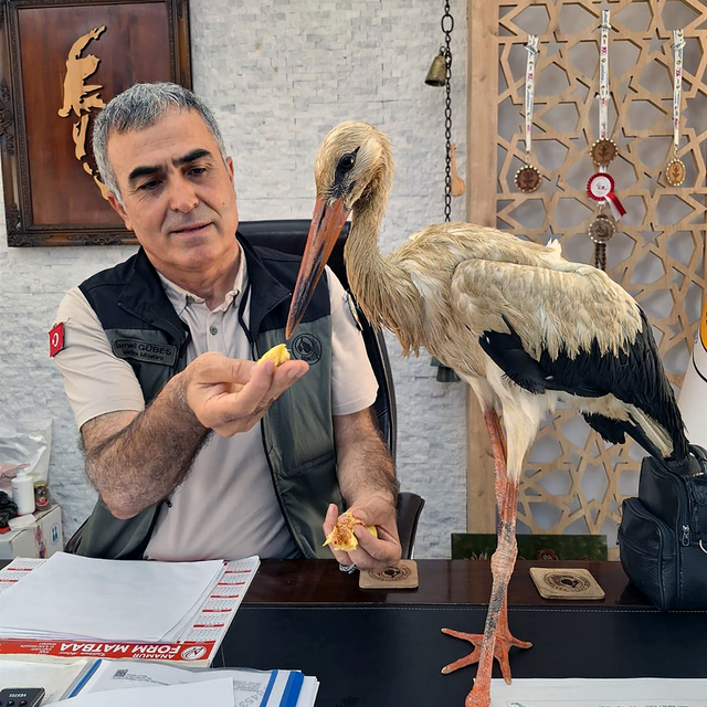 Yangından kaçan yaralı leylek, Anamur'da koruma altına alındı