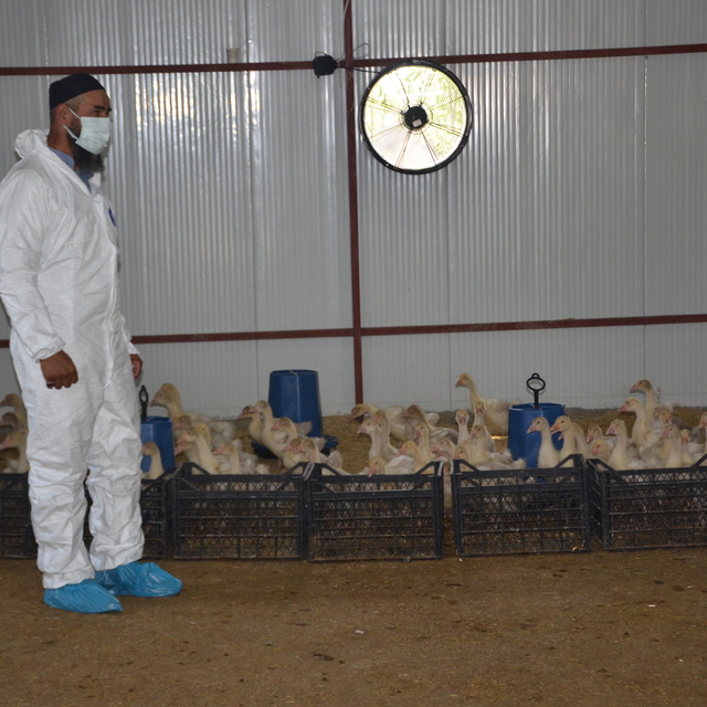 Bulanık'ta "Kaz Yetiştiriciliği Projesi" kapanış töreni düzenlendi