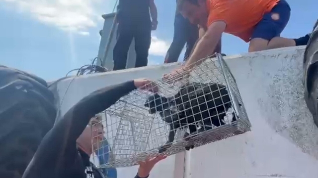 Mendirek ayağında mahsur kalan kedi kurtarıldı