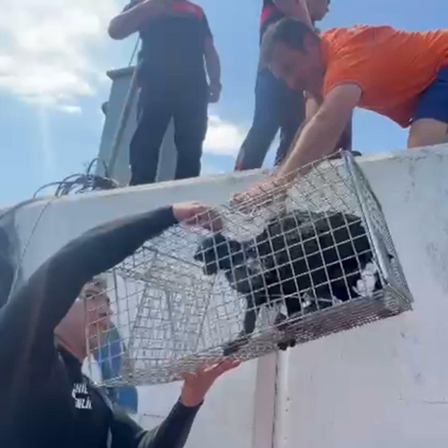 Mendirek ayağında mahsur kalan kedi kurtarıldı