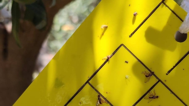 Salihli'de zeytin sineğine karşı ilaçlama uyarısı