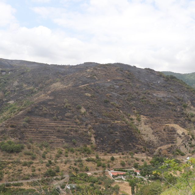 Tekirdağ'ın Şarköy ilçesinde çıkan orman yangını söndürüldü