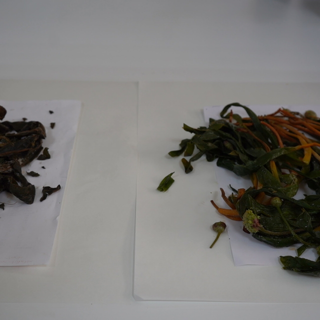 Şırnak'ta yetişen 2 bitkinin Alzheimer, diyabet ve glokoma karşı etkisinin...