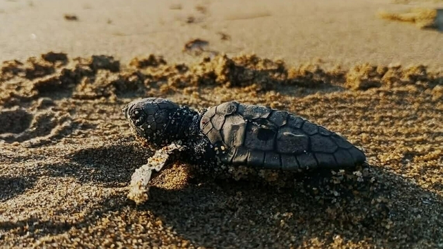 Kuşadası'nda yılın ilk caretta caretta yavruları sürpriz yuvadan çıktı