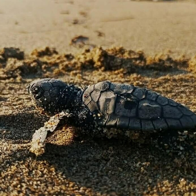 Kuşadası'nda yılın ilk caretta caretta yavruları sürpriz yuvadan çıktı