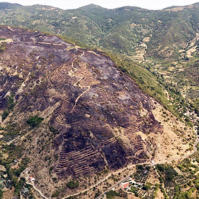 Tekirdağ'daki yangınla ilgili gözaltına alınan şüpheli serbest