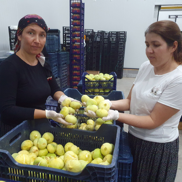 Mut beyazı incir, tanesi 20 TL'den ihraç ediliyor