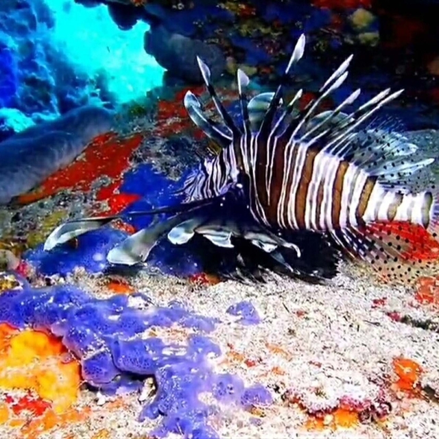 Ayvalık'ta aslan balığı görüntülendi