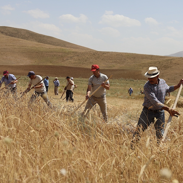 Bayburt'ta asırlık tarım aletleriyle buğday hasadı yapıldı