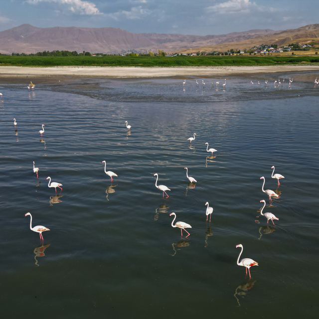 Flamingolar Van Gölü'ne renk katıyor