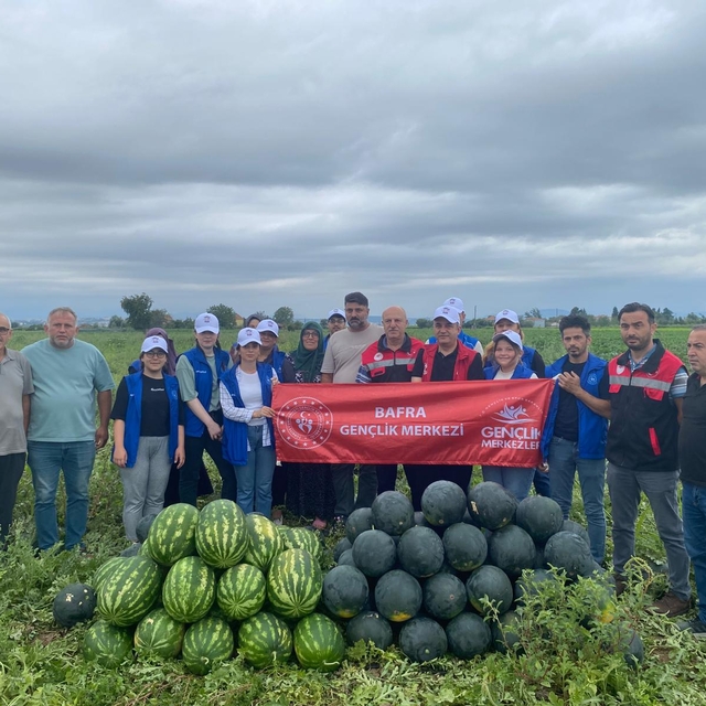 Samsun'da genç gönüllüler tarlada karpuz hasadına destek verdi