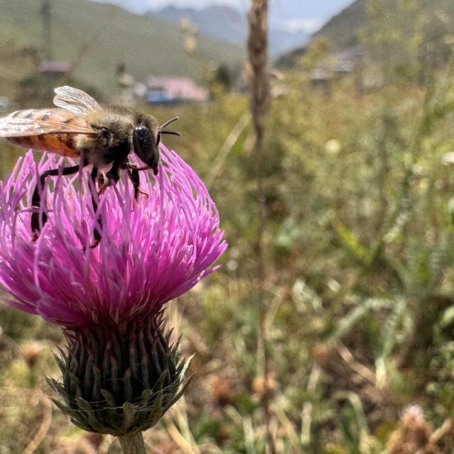 Dünyaca ünlü Anzer balının üretimi için mühürlenen peteklerden numune alınd...