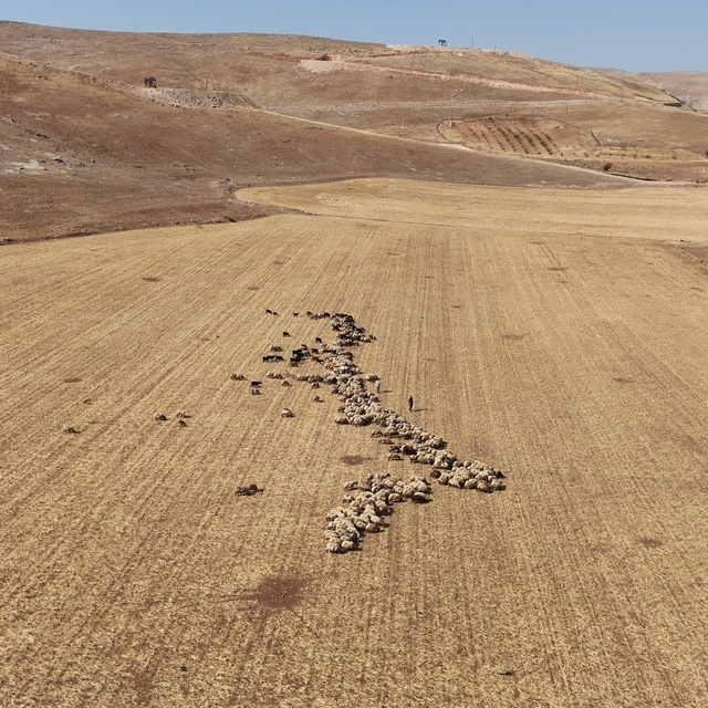 Batman'da hasat edilen buğday ve arpa tarlaları hayvanlar için otlanma alan...