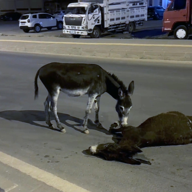 Otomobilin çarptığı eşek öldü, yavrusu başından ayrılmadı