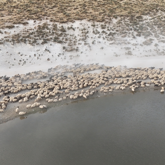 Küçükbaş hayvan sürüleri Nemrut Dağı'ndaki gölde serinliyor
