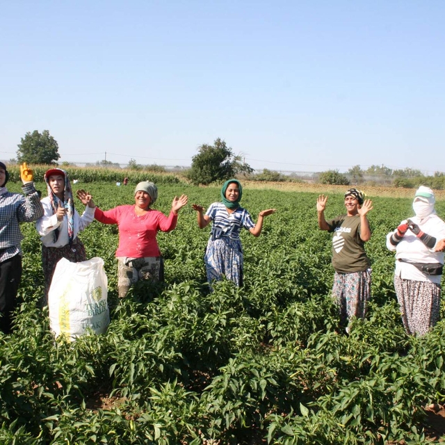 Edirne'de oyun havaları eşliğinde 'acı biber' hasadı