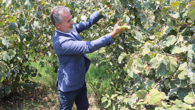 YRP'li Kılıç: Fındığın kilosu 6 dolar ya da 250 TL üzerinde olmalıdır