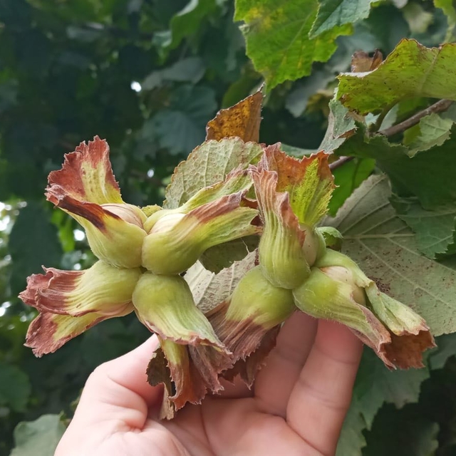 Akçaabat Ziraat Odası Başkanı Eyüpoğlu'dan, fındık hasadında zaman ve tekni...