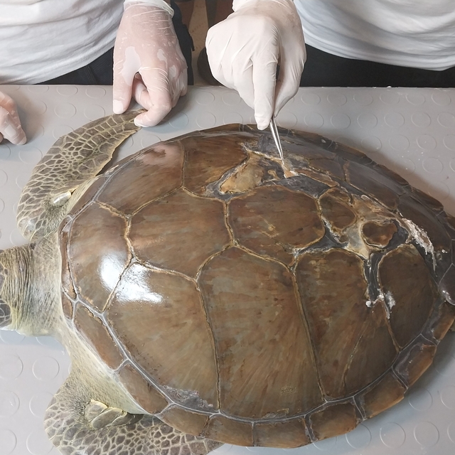Muğla'da deniz kaplumbağasının kırılan kabuğuna diş dolgusu uygulandı