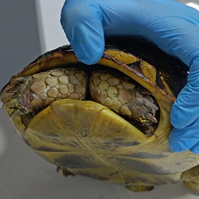 Yangında kurtarılan kaplumbağa, travma nedeniyle kabuğundan çıkmıyor