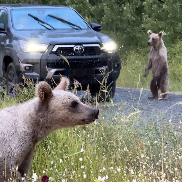 Ayıları elle besleyenlere uyarı