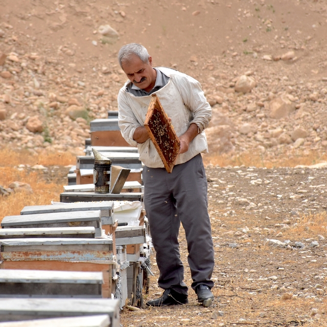 Vanlı arıcı devlet desteğiyle hem kovanlarını yeniledi hem de sayılarını ar...