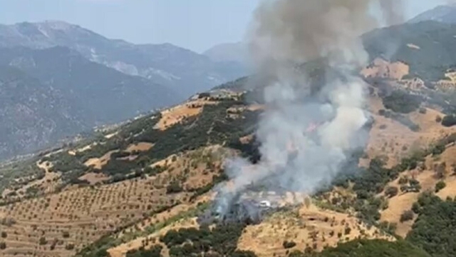 Aydın'da zeytinlik yangını