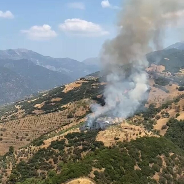 Aydın'da zeytinlik yangını