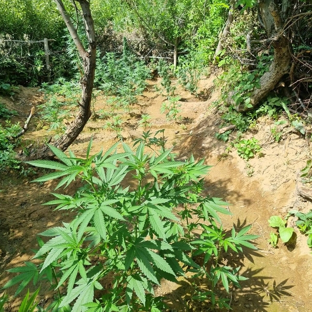 Bingöl'de 1696 kök Hint keneviri ele geçirildi