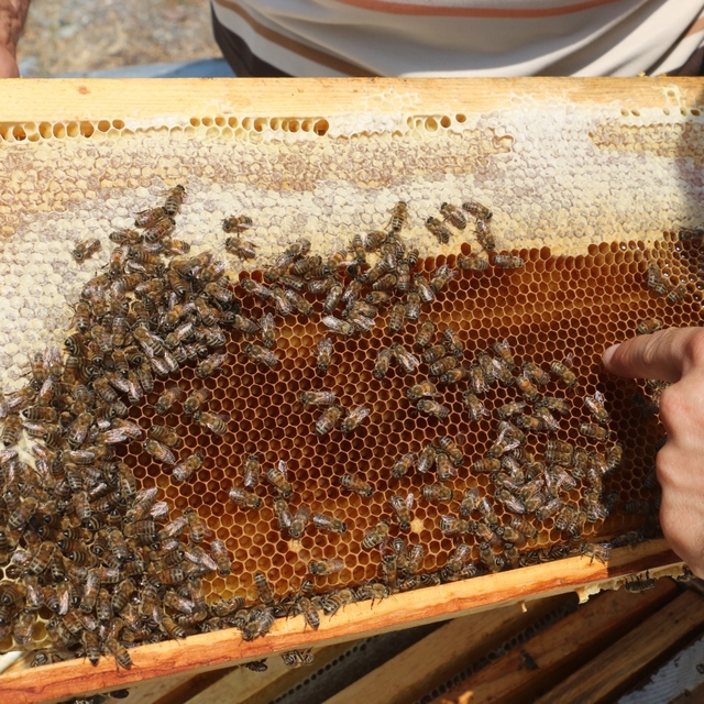 Erzincan'da üretilen geven balının hasadı başladı