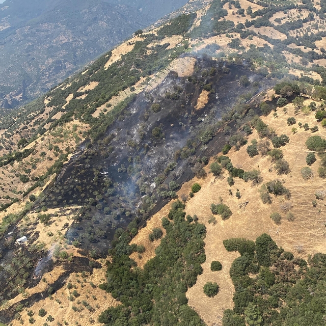 Aydın'da zeytinlik yangını (2)