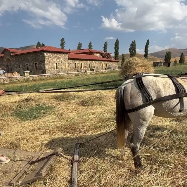 Asırlık tarım aletleriyle hasat