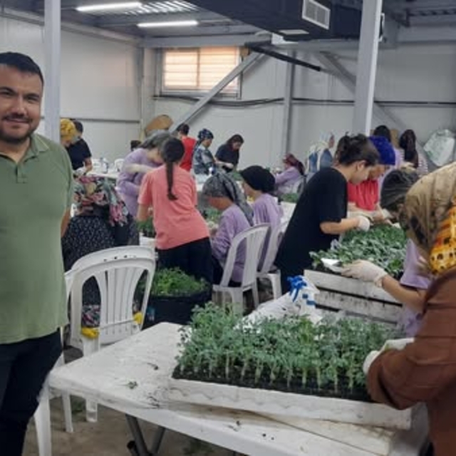 Kumluca'da 100 milyon fide toprakla buluştu