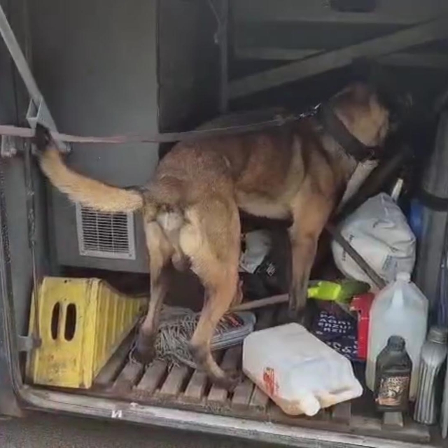 Otobüste yolcunun valizinde 1 kilo 182 gram skunk ele geçirildi