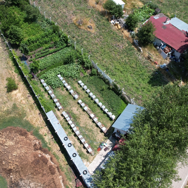 Çubuk'ta arıcılar çiçek balı hasadına başladı