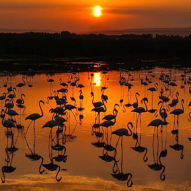Van Gölü Havzası'nda konaklayan flamingolar gün batımıyla güzel görüntüler...