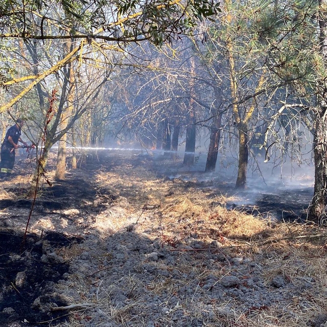 Tekirdağ'daki anız yangını ormana sıçradı; kontrol altında