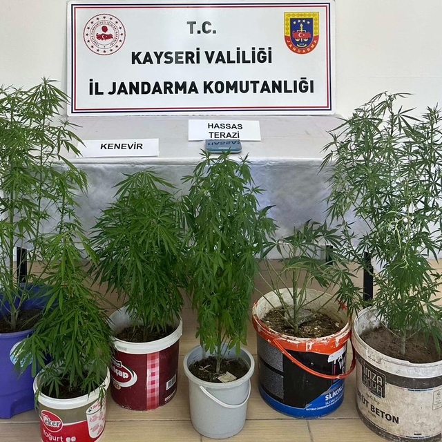 Kayseri'de evinde kenevir yetiştiren şüpheli yakalandı