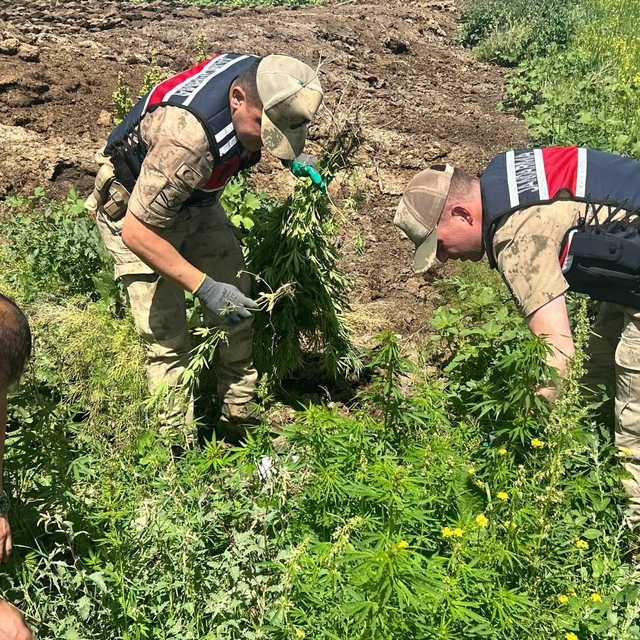 Kars'ta 42 bin 658 kök Hint keneviri ele geçirildi
