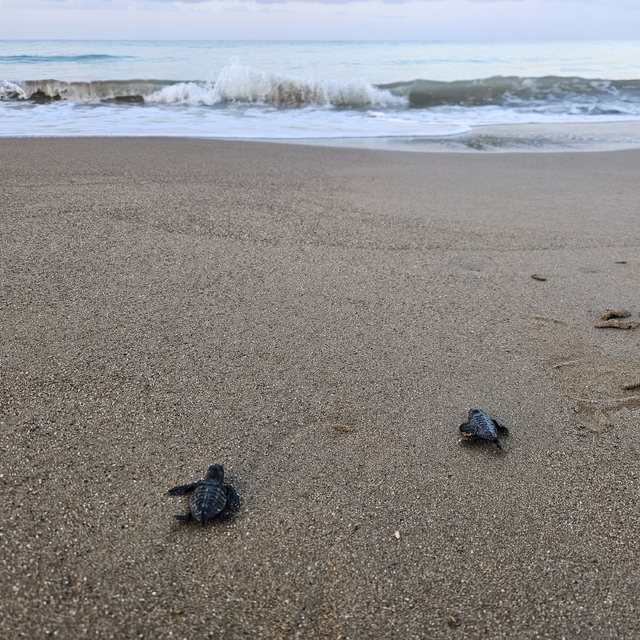 Yavru caretta sezonu başladı