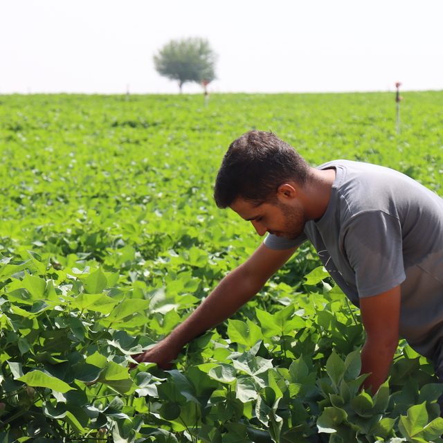 Şanlıurfa'da kavurucu sıcaklar pamuğa yaradı