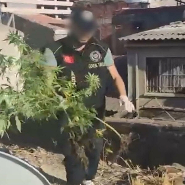 İş yeri çatısında kenevir yetiştiren 3 şüpheliye gözaltı