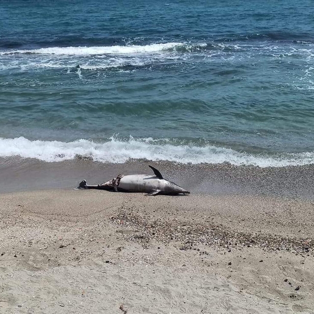Tekirdağ'da kıyıya ölü yunus vurdu