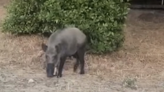 Bartın'da yaban domuzları sahile indi