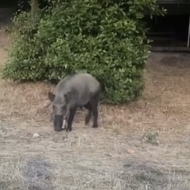 Bartın'da yaban domuzları sahile indi