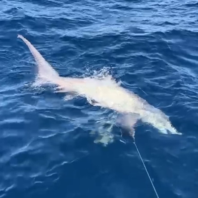 Çanakkale balıkçıların oltasına 6 metrelik köpek balığı takıldı