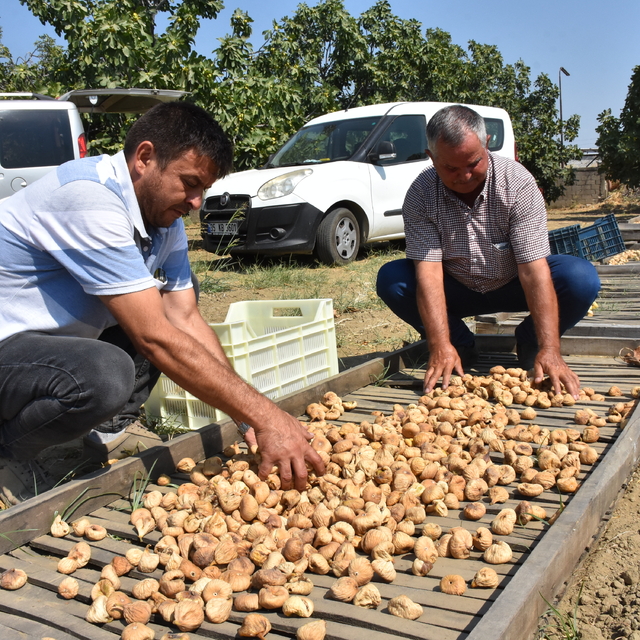 Aydın'da sezonun ilk kuru incirinin kilogramı 400 liradan satıldı