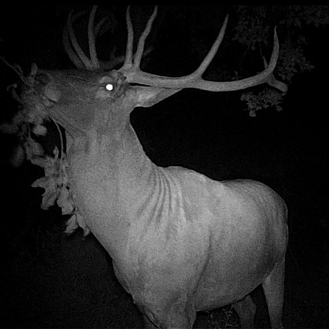 Kütahya'da hobi bahçesine giren geyik fotokapanla görüntülendi
