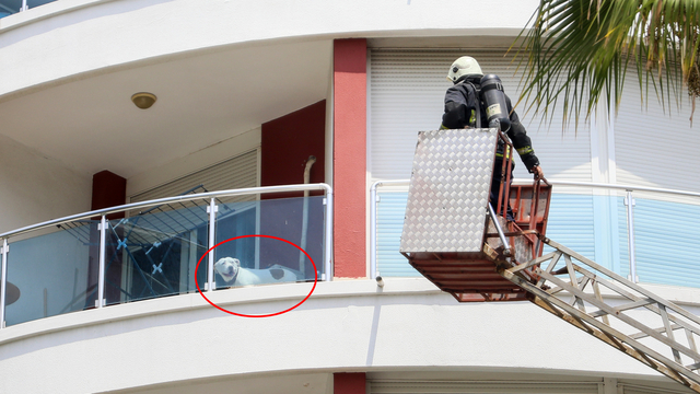 Yangında balkonda mahsur kalan köpeği itfaiye kurtardı