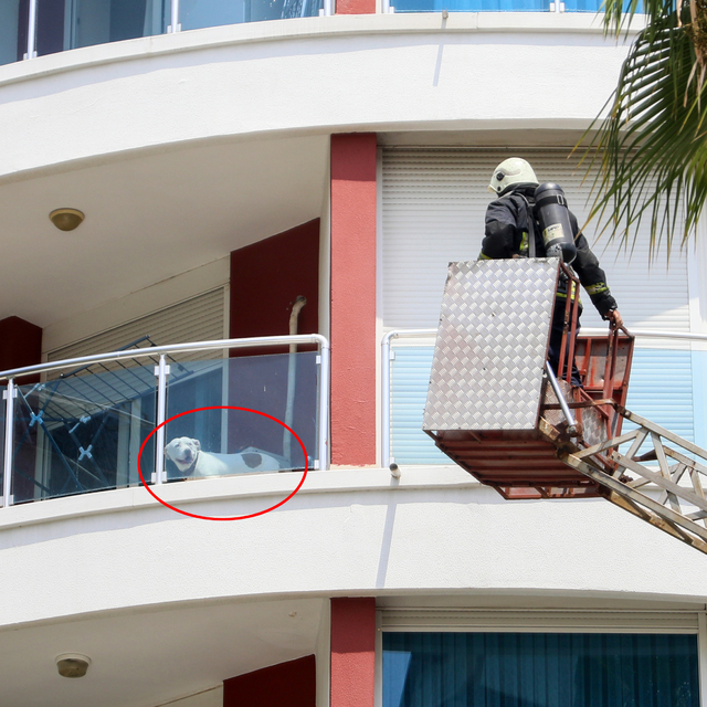 Yangında balkonda mahsur kalan köpeği itfaiye kurtardı